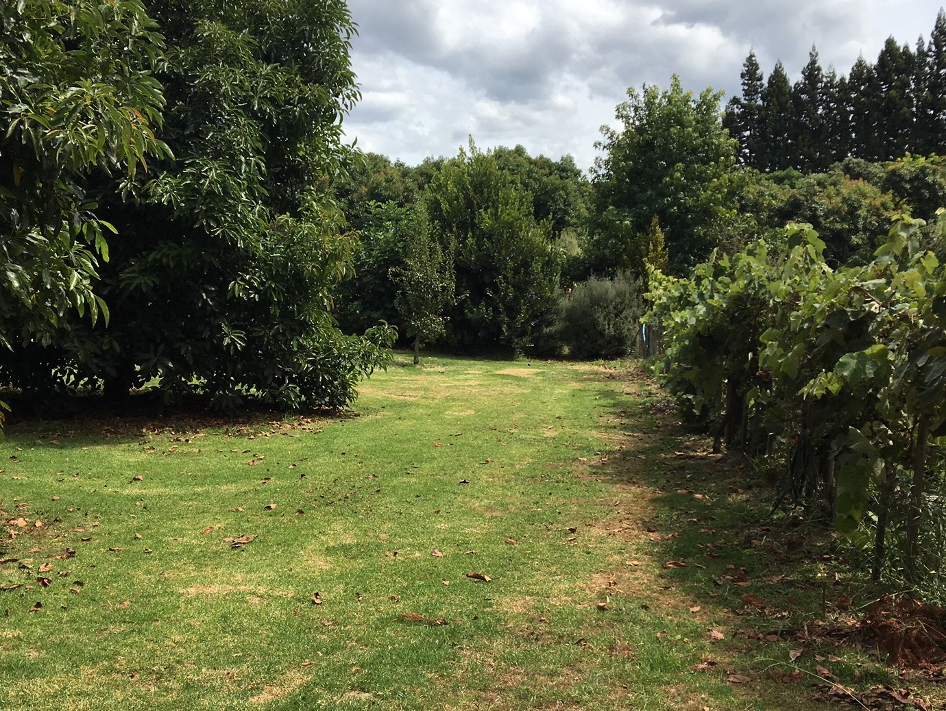Open grassed parking area between orchard rows at Baybell Lodge