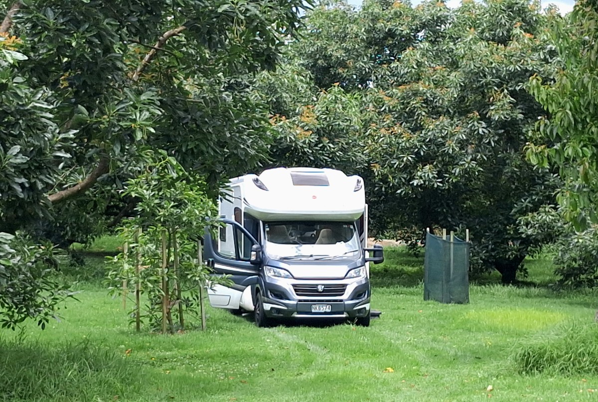 Motorhome parked among the avocado trees at Baybell Lodge NZMCA Park Over Property