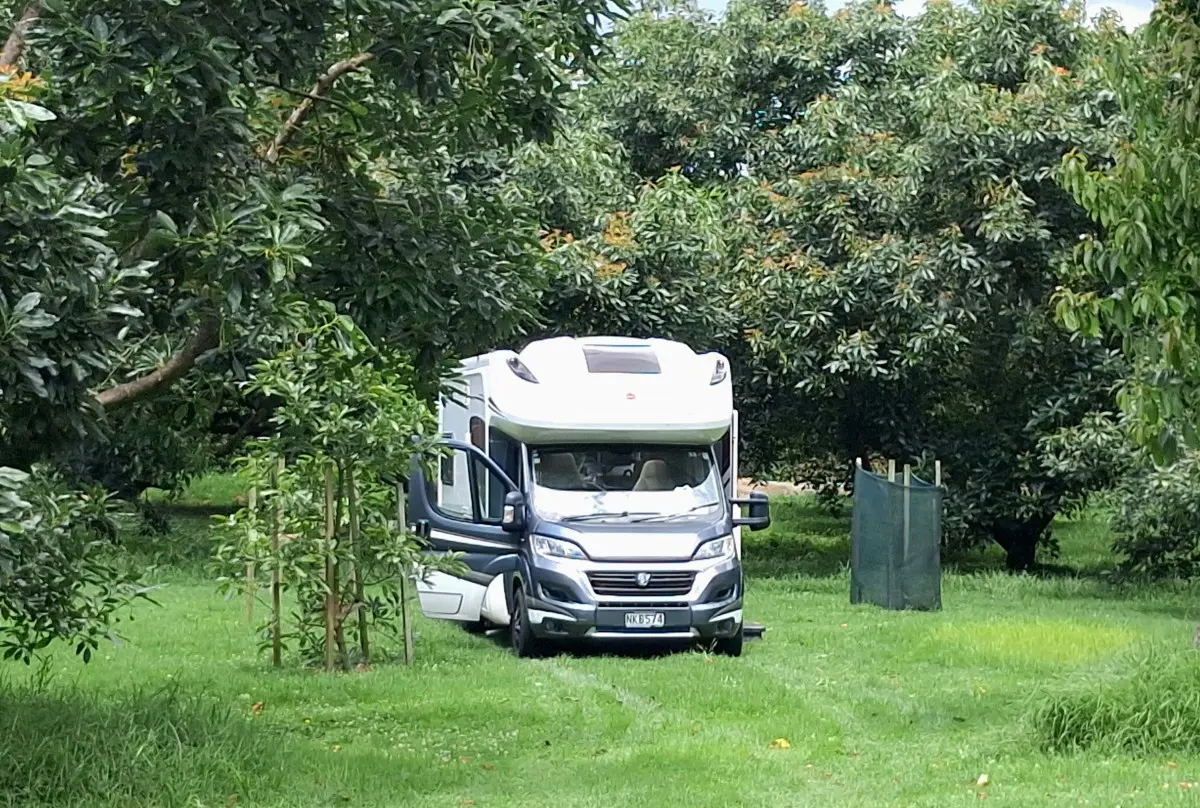 Motorhome parked among the avocado trees at Baybell Lodge NZMCA Park Over Property