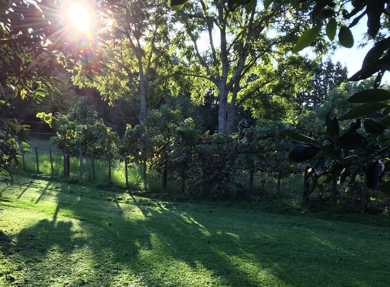 Sunlit grassed area along the vineyard rows at Baybell Lodge, ideal for motorhome parking