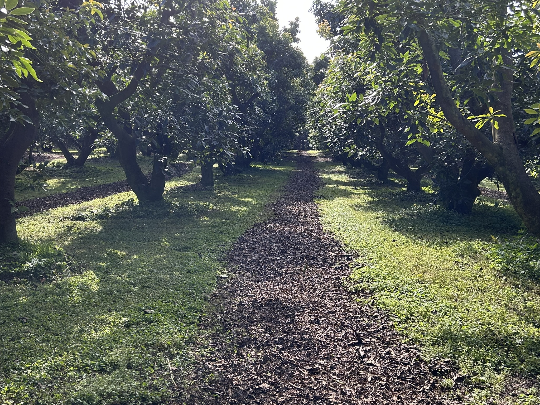Baybell Lodge entrance and car park surrounded by orchard trees