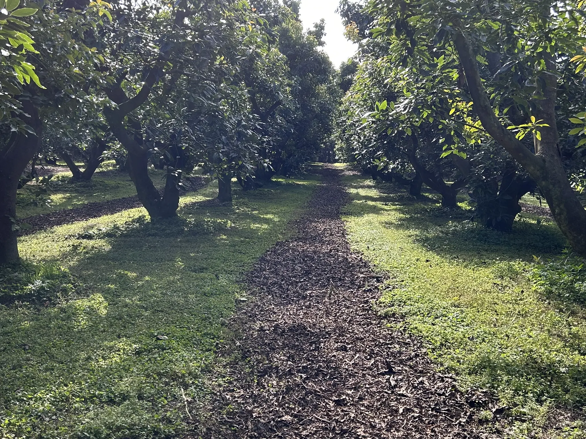 Baybell Lodge entrance and car park surrounded by orchard trees